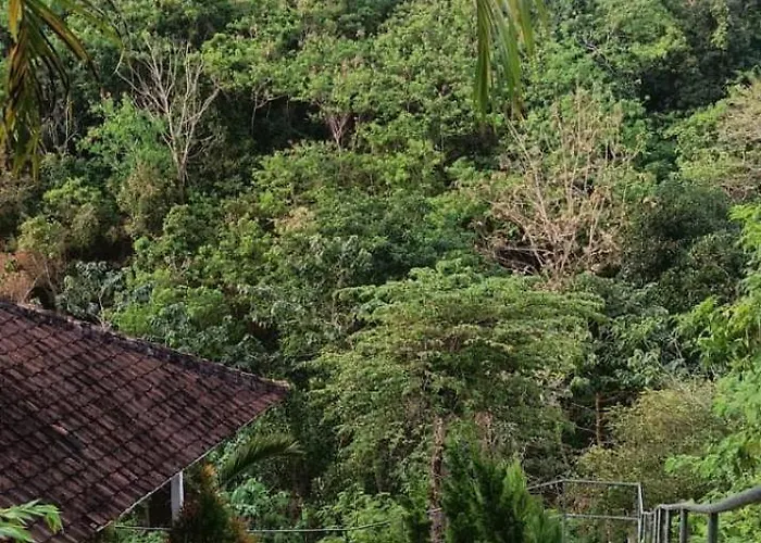 Jungle View *