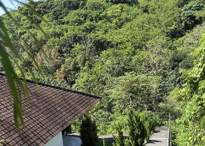 Jungle View