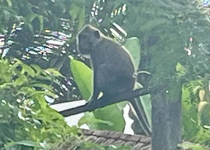 Hostal Jungle View Ceningan Island